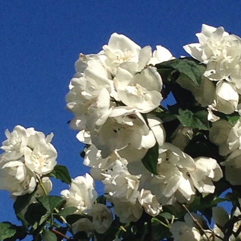 Plant image Philadelphus 'Virginal'