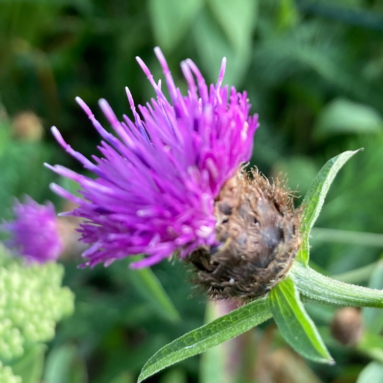 Plant image Centaurea nigra