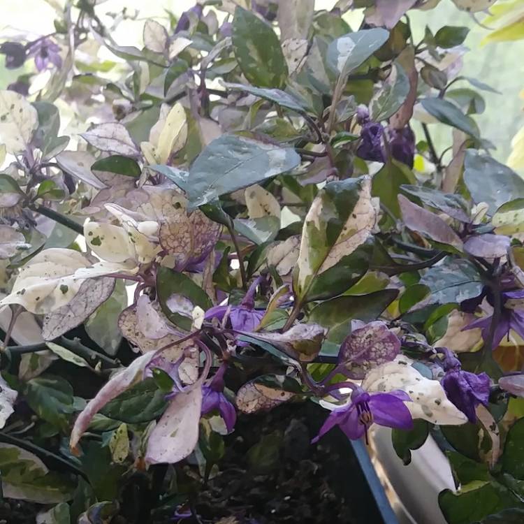 Plant image Capsicum annuum 'Calico'