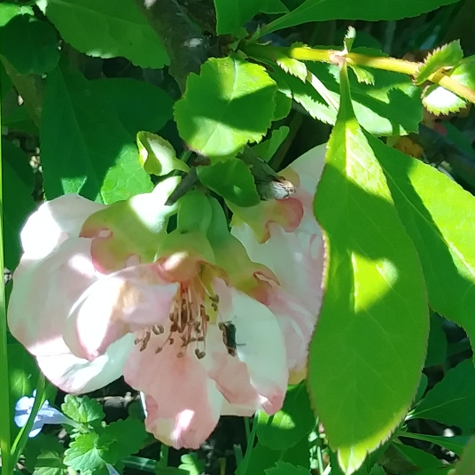 Plant image Chaenomeles 'Toyo-nishiki'