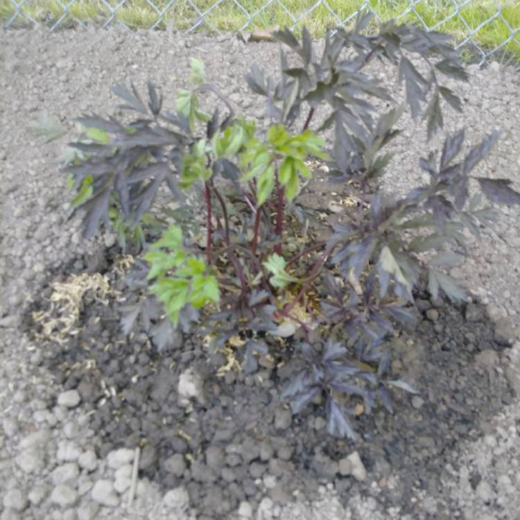 Plant image Actaea simplex 'Black Negligee' syn. Cimicifuga simplex 'Black Negligee'