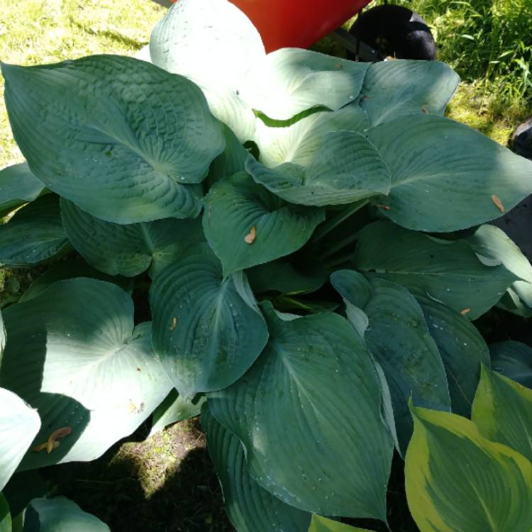 Plant image Hosta 'Blue Angel'