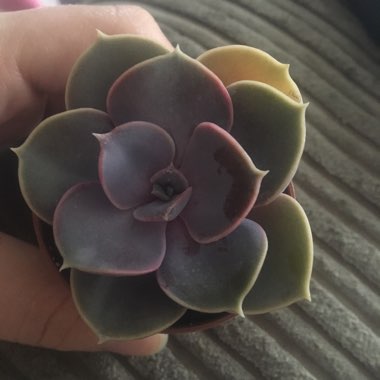 Echeveria 'Peacockii'