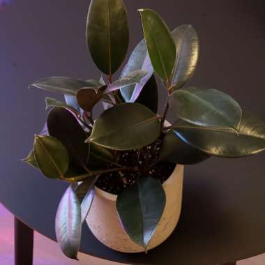 Ficus elastica 'Burgundy' syn. Ficus elastica 'Black Prince'