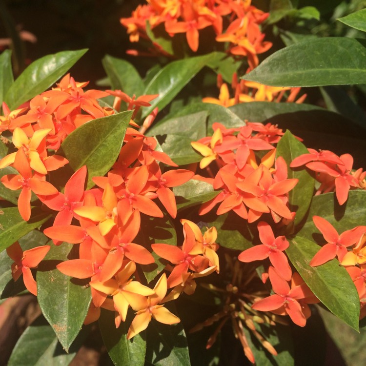 Plant image Ixora 'Coral Fire'