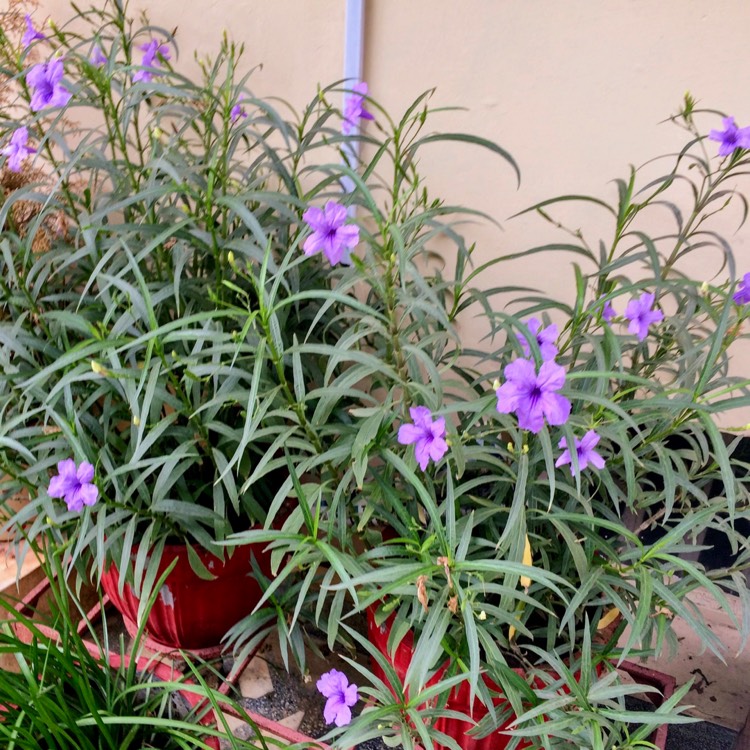 Plant image Ruellia brittoniana 'Purple Showers'