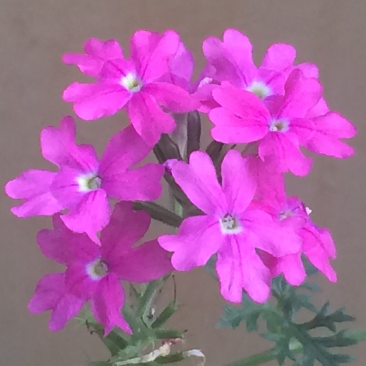 Plant image Verbena 'Aztec Wild Rose'