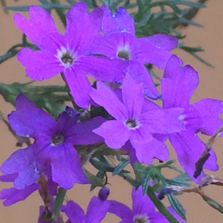 Plant image Verbena 'Empress Purple'