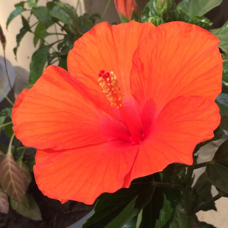 Plant image Hibiscus Fiori Grande