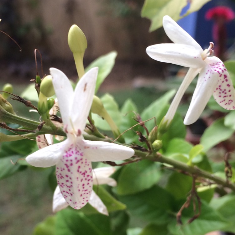 Plant image Pseuderanthemum reticulatum