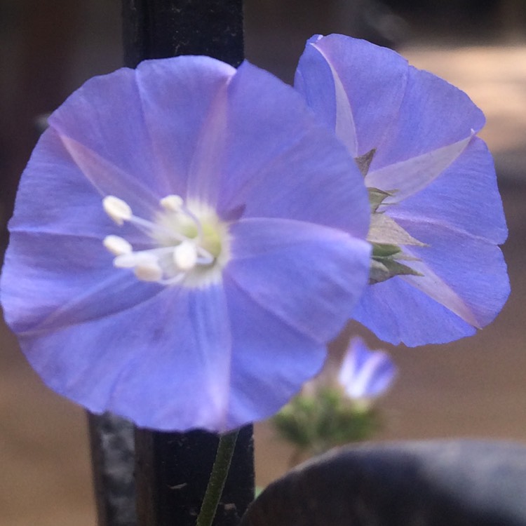 Plant image Convolvulus sabatius 'Fleurie Blue'