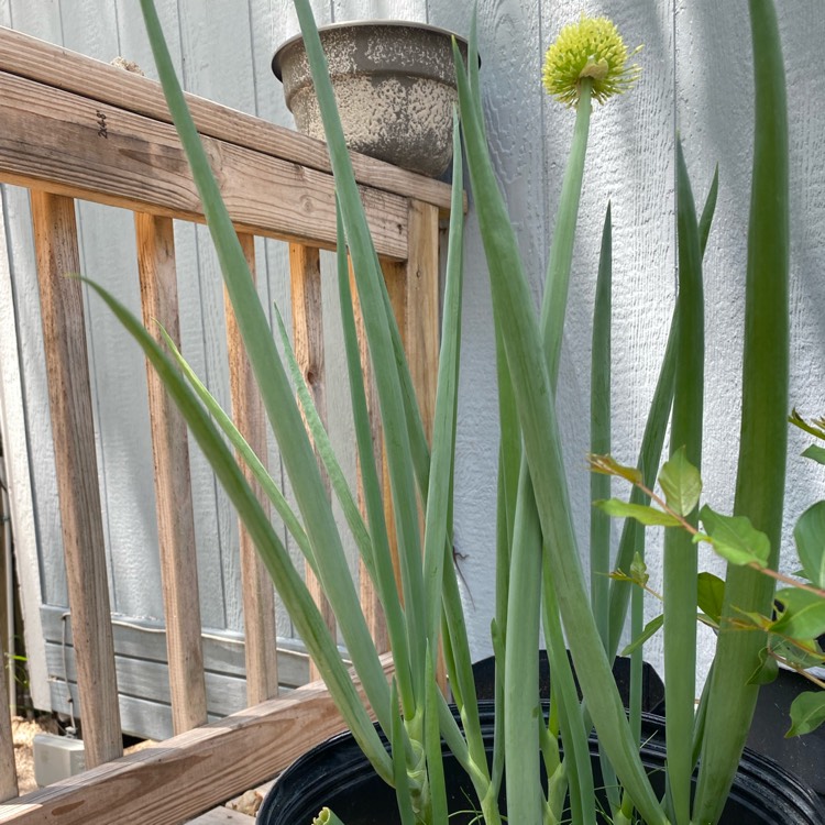 plant image 1588797