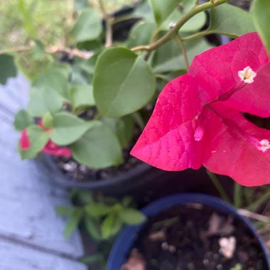 Bougainvillea 'Glabra'