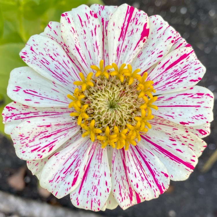 Plant image Zinnia elegans 'Candy Cane Mix'