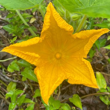 Cucurbita maxima 'Big Max'