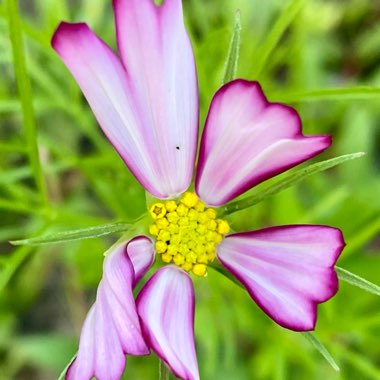 Cosmos