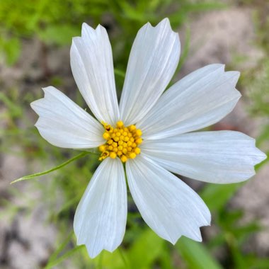 Cosmea