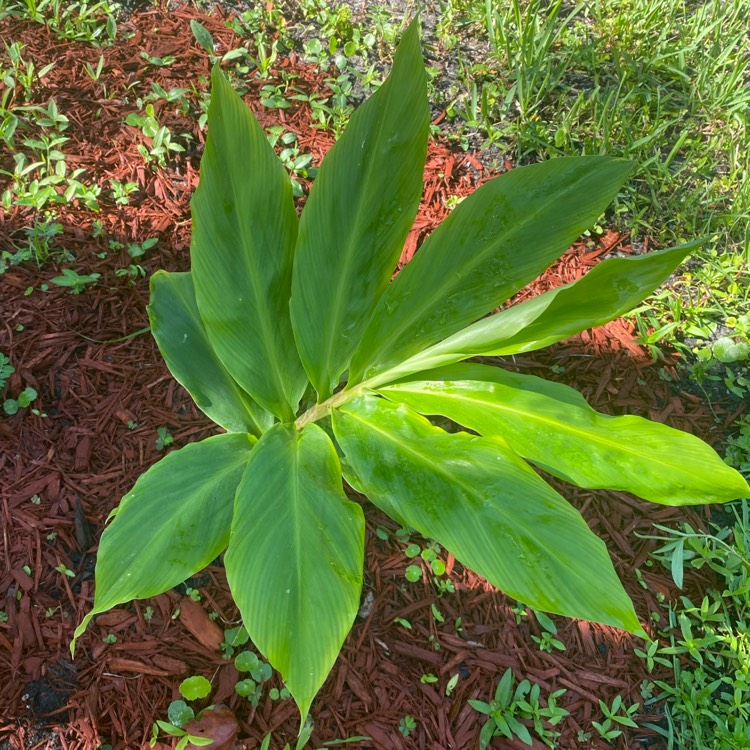 Plant image Zingiber zerumbet