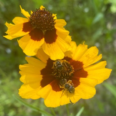 Black-Eyed Susan