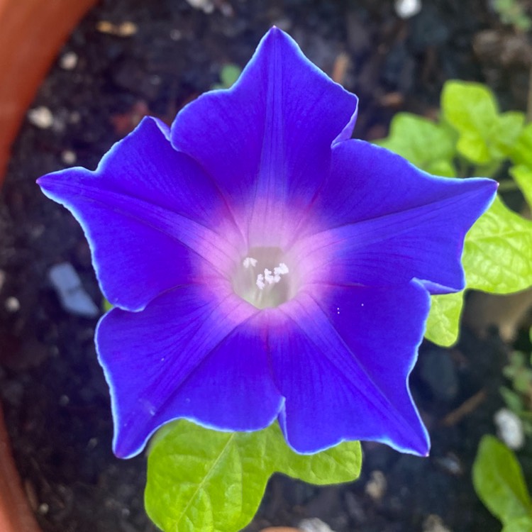 Plant image Ipomoea Nil 'Blue Picotee'