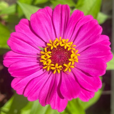 Zinnia 'California Giants Mix'