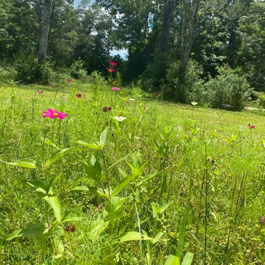 Cosmea