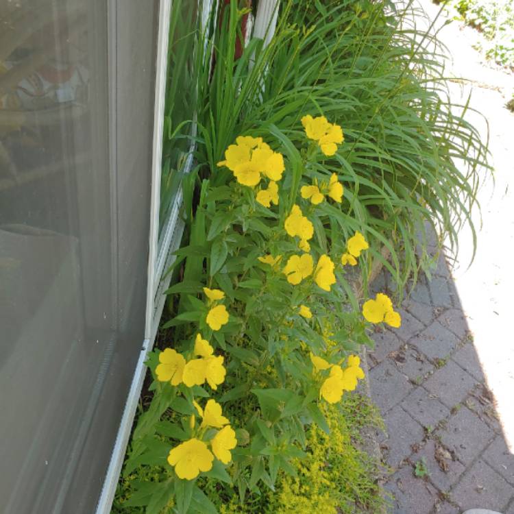 Plant image Oenothera Stricta Sulphurea