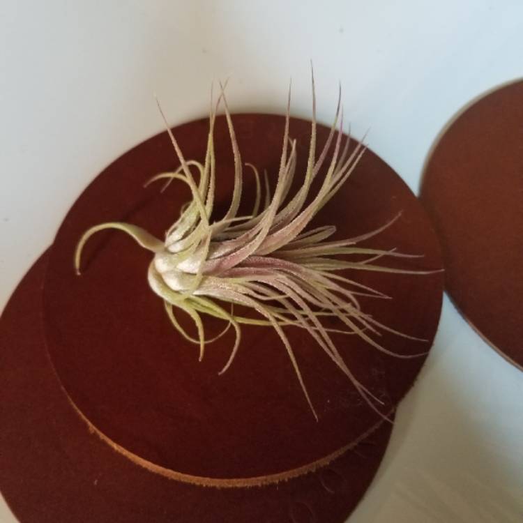 Plant image Tillandsia ionantha 'Red'