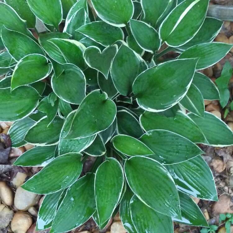 Plant image Hosta fortunei var. albopicta syn. Hosta 'Aureomaculata' (fortunei), Hosta 'Picta' (fortunei)