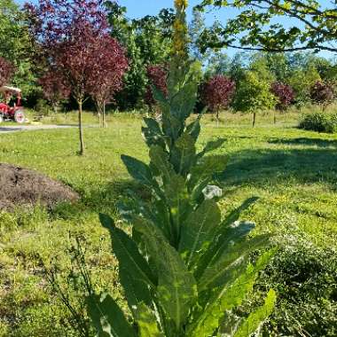 Verbascum 'Primrose Path'