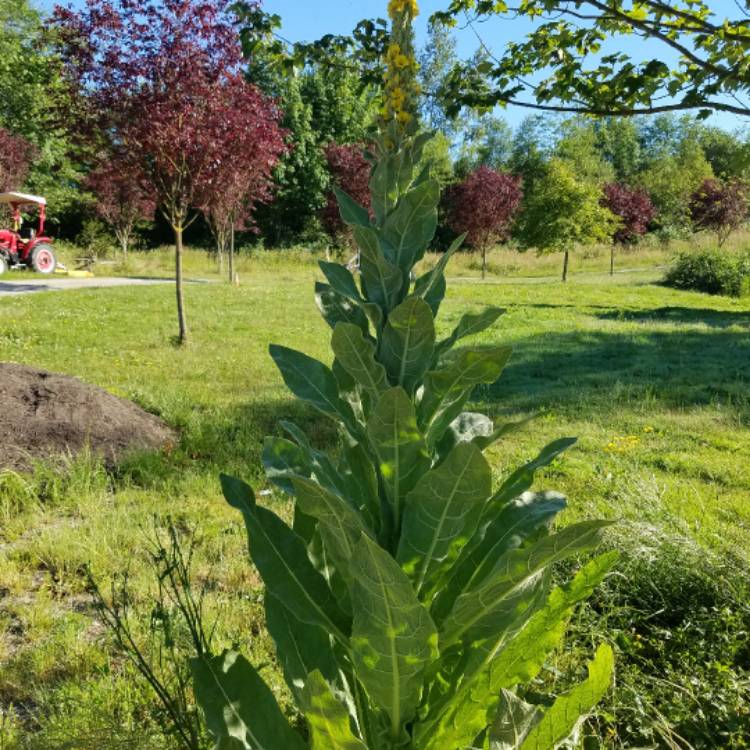 Plant image Verbascum 'Primrose Path'