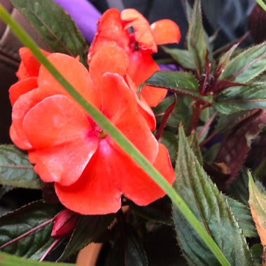 Impatiens hawkerii