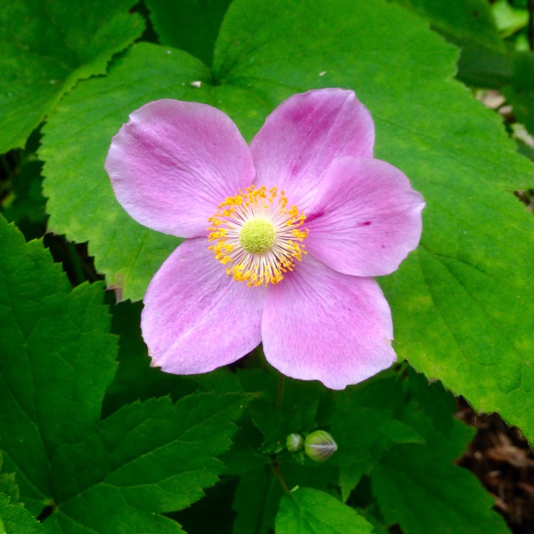 Plant image Anemone x hybrida 'Pocahontas' (Fantasy Series)