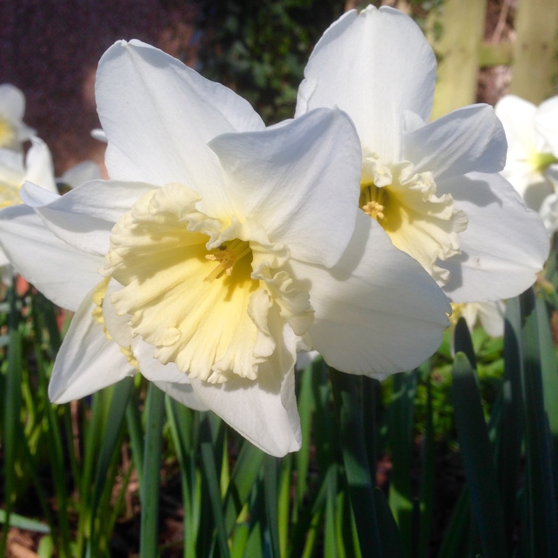 Plant image Narcissus 'Merlin'