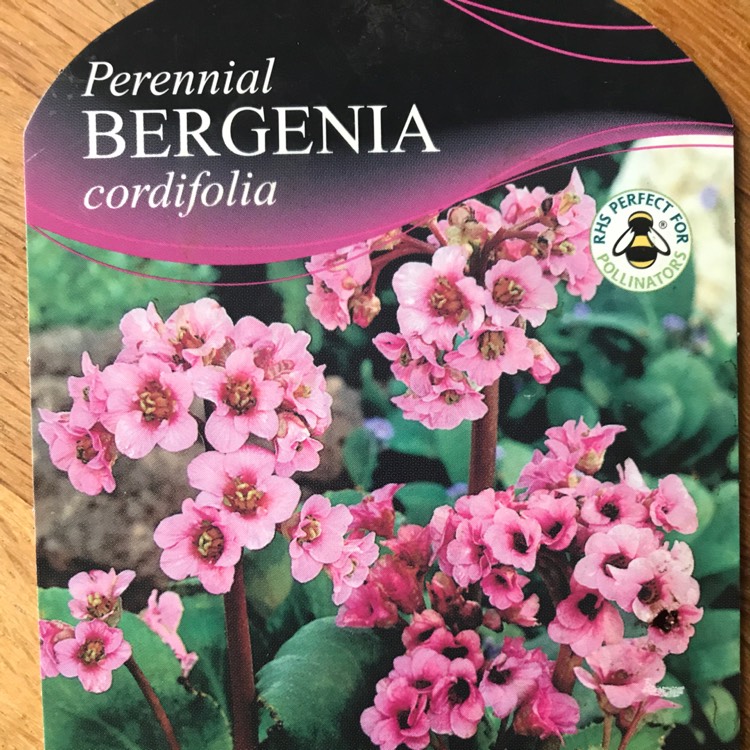 Plant image Bergenia cordifolia 'Vinterglod' syn. Bergenia cordifolia 'Winterglut', Bergenia 'Winterglow'