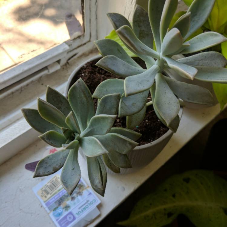 Plant image Graptopetalum Paraguayense subsp. Paraguayense Variegata