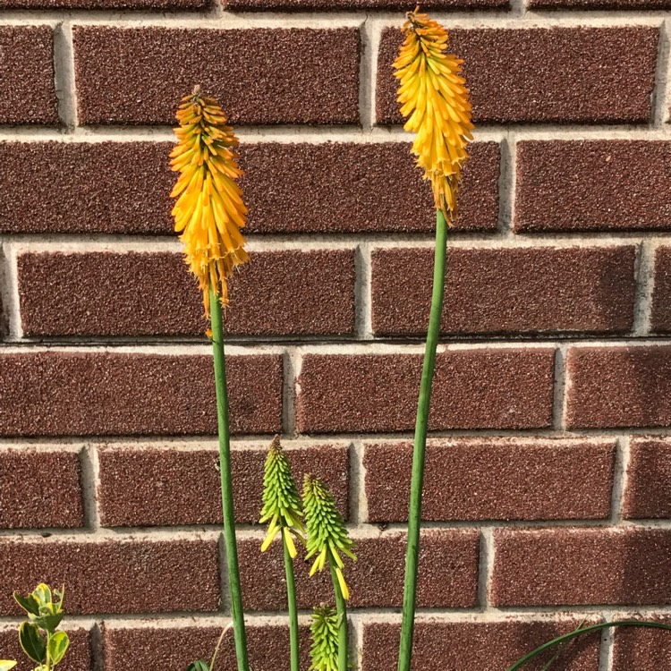 Plant image Kniphofia 'Mango Popsicle' (Popsicle Series)