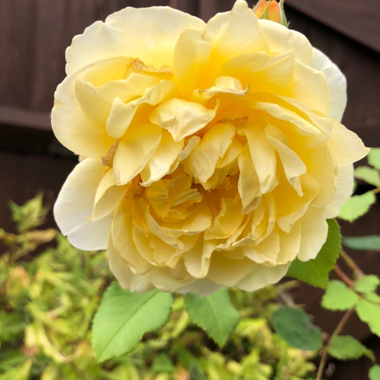 Plant image Rosa 'Auswhirl' syn. Rosa 'The Poet's Wife'