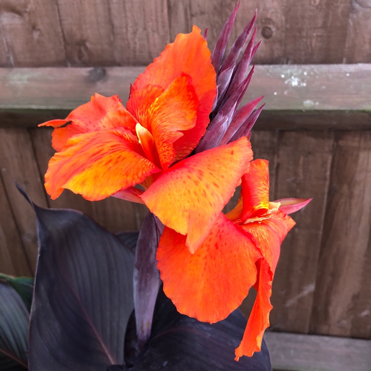 Plant image Canna 'Lon01' syn. Canna 'Tropicanna Black'