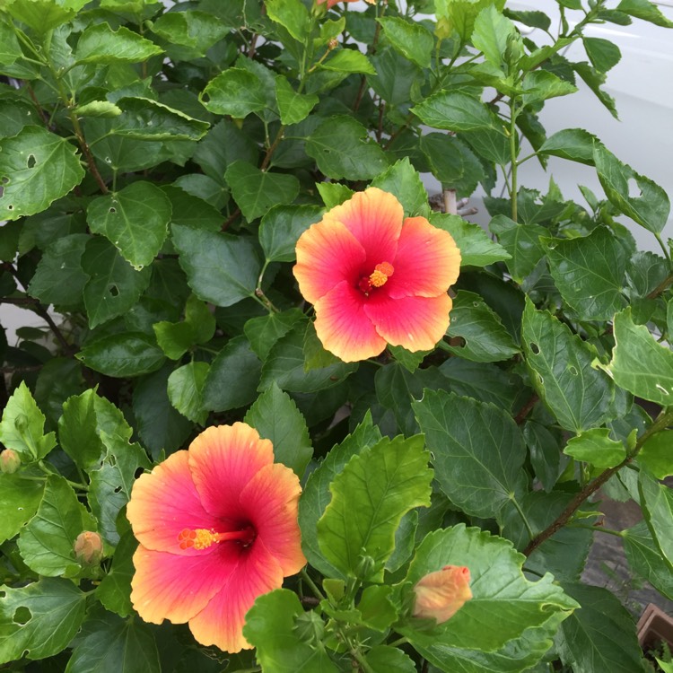 Plant image Hibiscus rosa-sinensis 'Hawaiian Sunset'