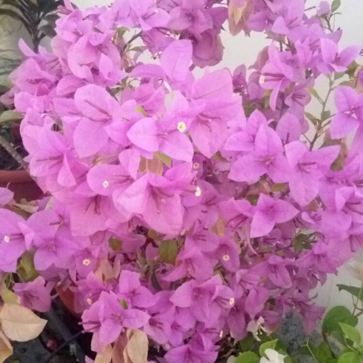 Plant image Bougainvillea 'Vera Variegata'