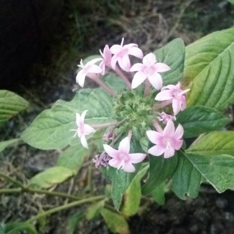 Plant image Pentas lanceolata 'Starcluster Lavender'