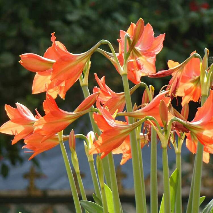 Plant image Hippeastrum (Galaxy Group) 'Orange Souvereign'