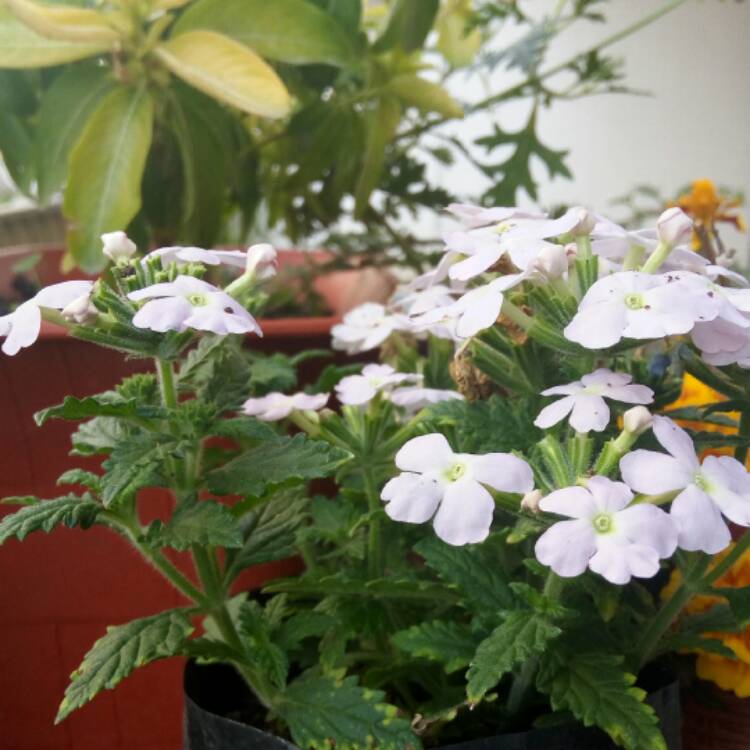 Plant image Verbena 'Aztec Silver Magic'