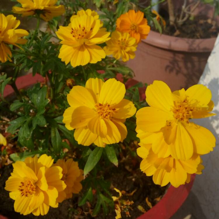 Plant image Cosmos sulphureus 'Brightness Mix'