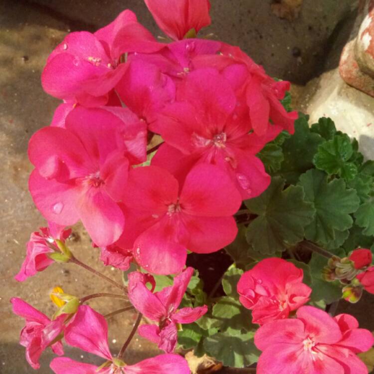 Plant image Geranium macrorrhizum 'Mytikas'