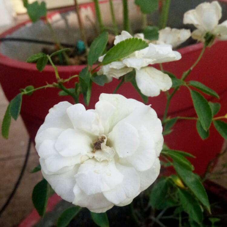 Plant image Rosa 'White Cloud' (Korstacha)