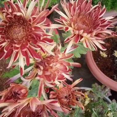 Chrysanthemum 'Skomer Pink' ('Somer Series)