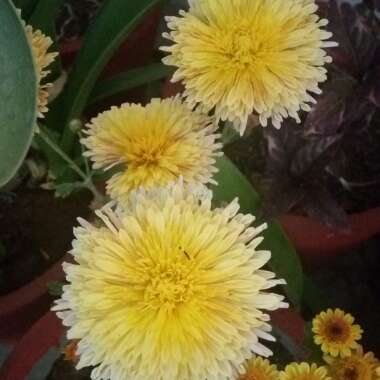 Chrysanthemum 'Allouise Orange'