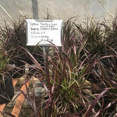 Fountain Grass 'Rubrum'